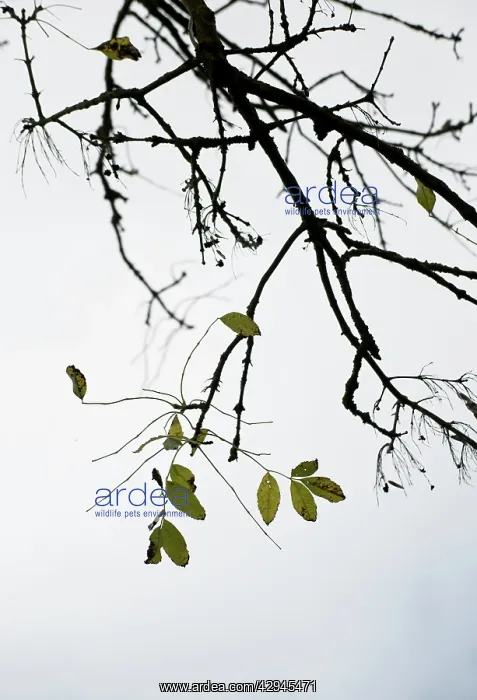 : Ash, Fraxinus excelsior : Ash, Fraxinus excelsior