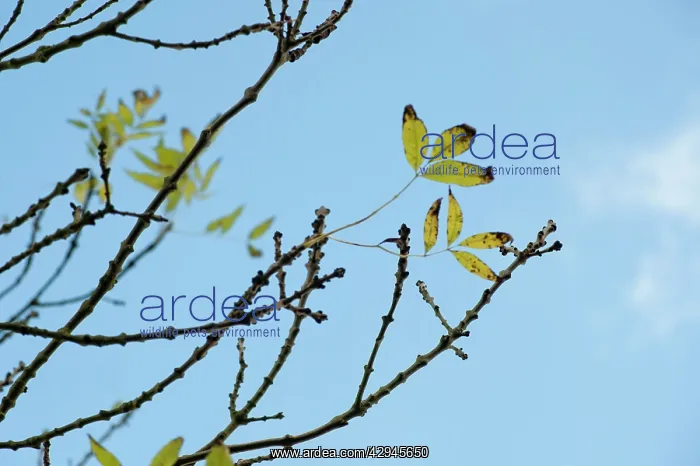 : Ash, Fraxinus excelsior : Ash, Fraxinus excelsior