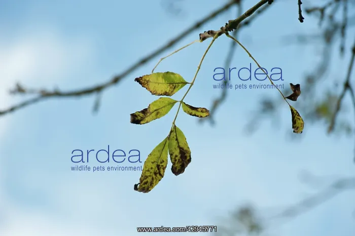 : Ash, Fraxinus excelsior : Ash, Fraxinus excelsior