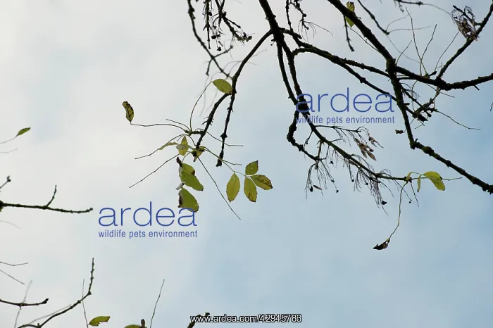 : Ash, Fraxinus excelsior : Ash, Fraxinus excelsior