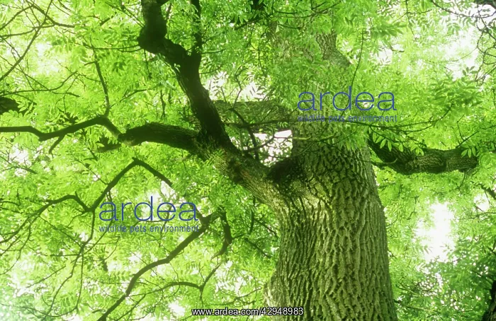: Ash, Fraxinus excelsior : Ash, Fraxinus excelsior