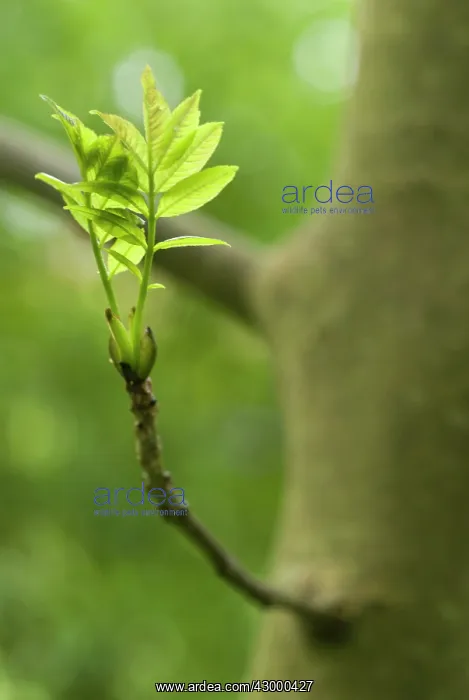 : Ash, Fraxinus excelsior : Ash, Fraxinus excelsior