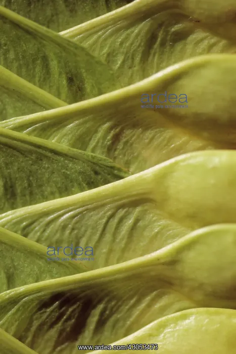 : Ash, Fraxinus excelsior : Ash, Fraxinus excelsior