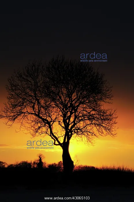 : Ash, Fraxinus excelsior : Ash, Fraxinus excelsior