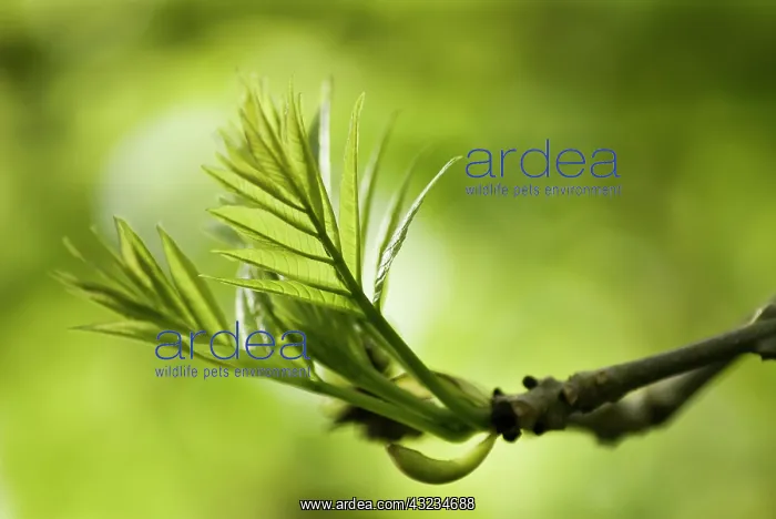 : Ash, Fraxinus excelsior : Ash, Fraxinus excelsior
