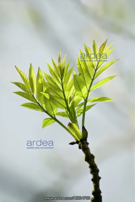 : Ash, Fraxinus excelsior : Ash, Fraxinus excelsior