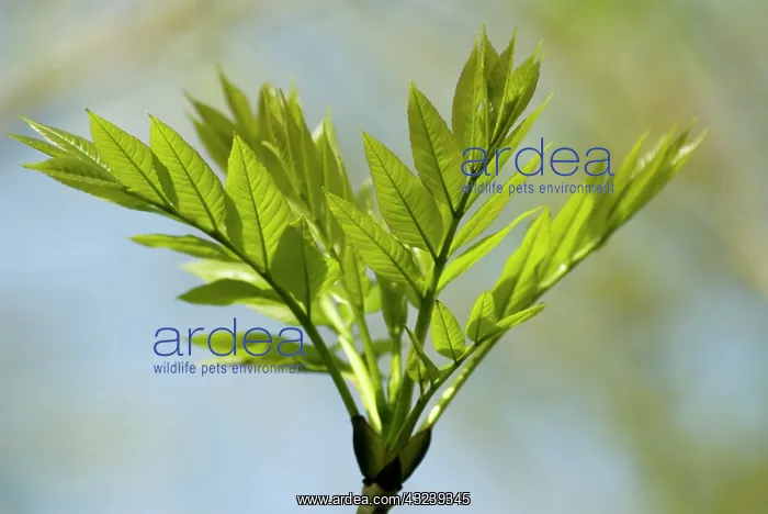  : Ash, Fraxinus excelsior