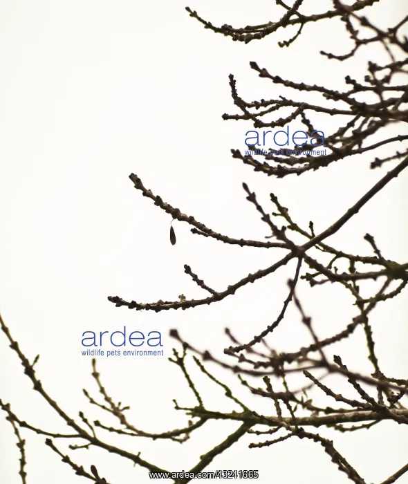 : Ash, Fraxinus excelsior : Ash, Fraxinus excelsior