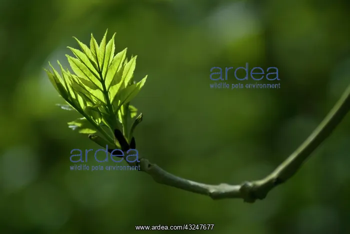 : Ash, Fraxinus excelsior : Ash, Fraxinus excelsior