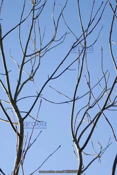 : Ash, Fraxinus exelsior : Ash, Fraxinus exelsior