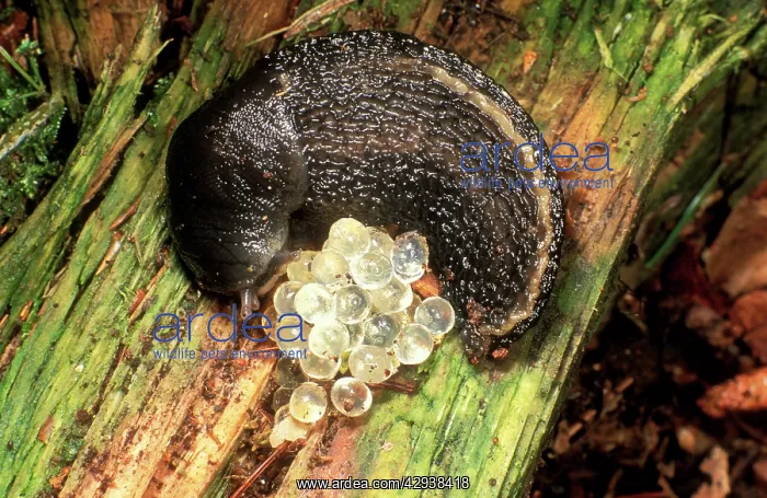: Ash-Grey / Ash-black SLUG - curled up with eggs : Ash-Grey / Ash-black SLUG - curled up with eggs