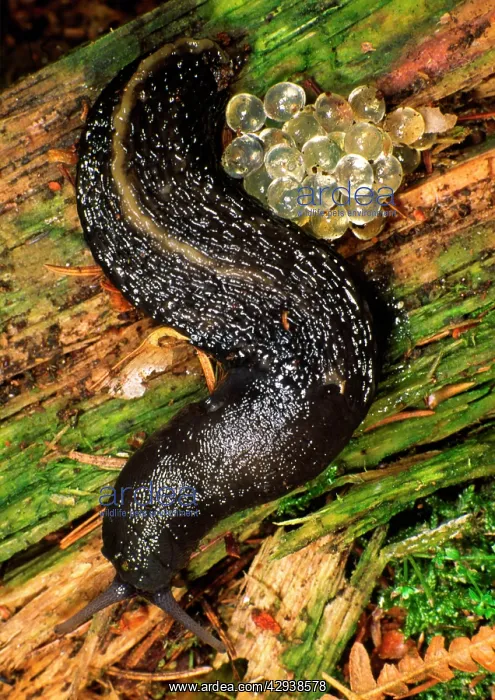 : Ash-Grey / Ash-black SLUG - with eggs : Ash-Grey / Ash-black SLUG - with eggs