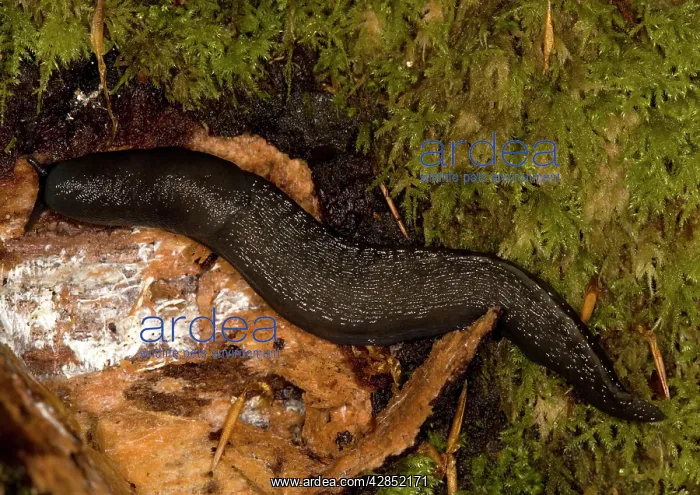 : Ash-Grey / Ash-black SLUG - a large woodland slug : Ash-Grey / Ash-black SLUG - a large woodland slug