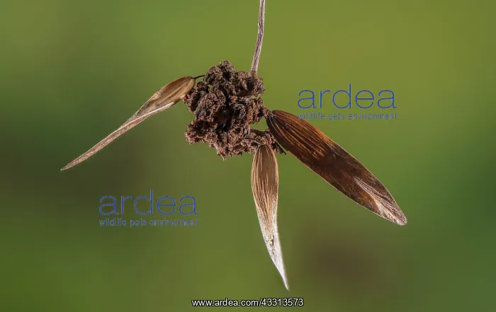 : Ash key galls, Aceria fraxinivora on the fruits : Ash key galls, Aceria fraxinivora on the fruits