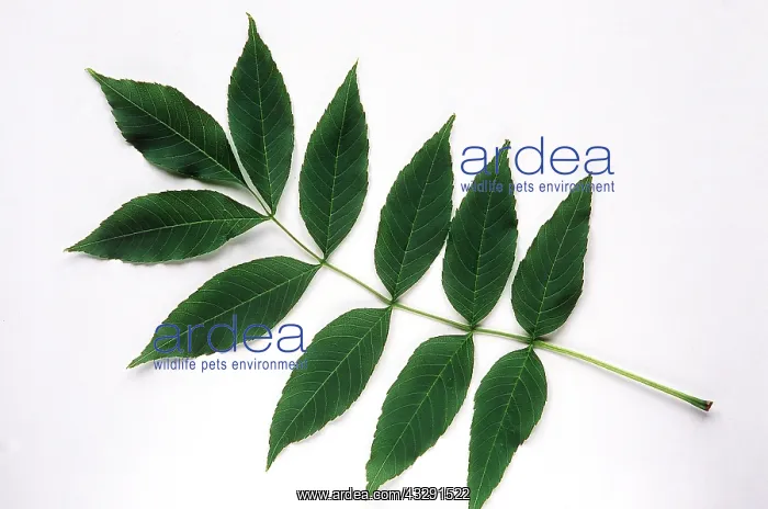 : ASH LEAF : ASH LEAF