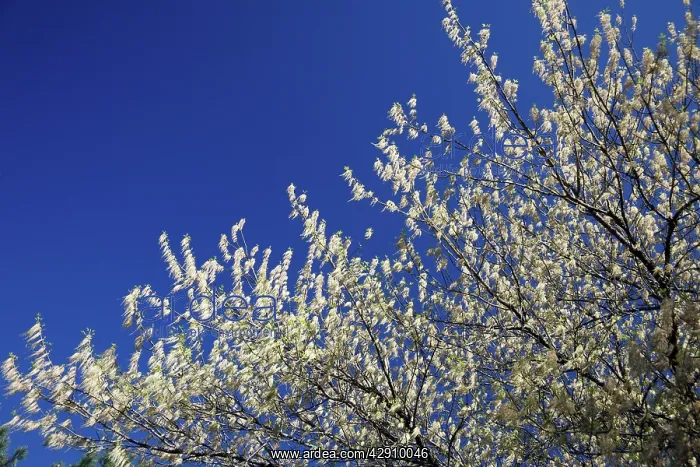 : Ash-Leafed Maple / Box-Elder - in flower : Ash-Leafed Maple / Box-Elder - in flower