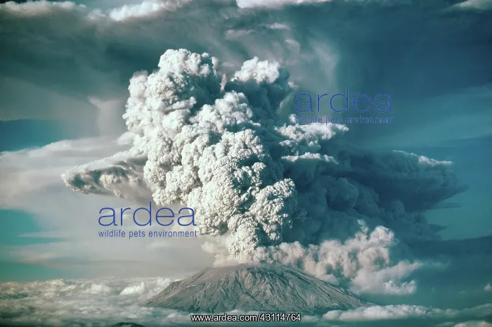 : Ash Plume, Mount St. Helens : Ash Plume, Mount St. Helens