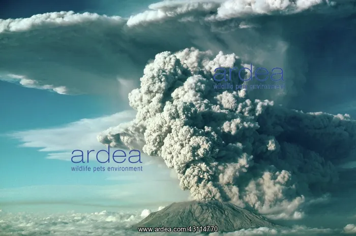 : Ash Plume, Mount St. Helens : Ash Plume, Mount St. Helens