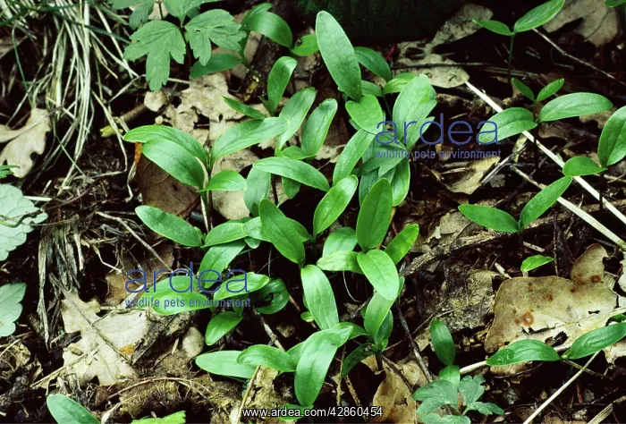 : ASH - seedlings : ASH - seedlings