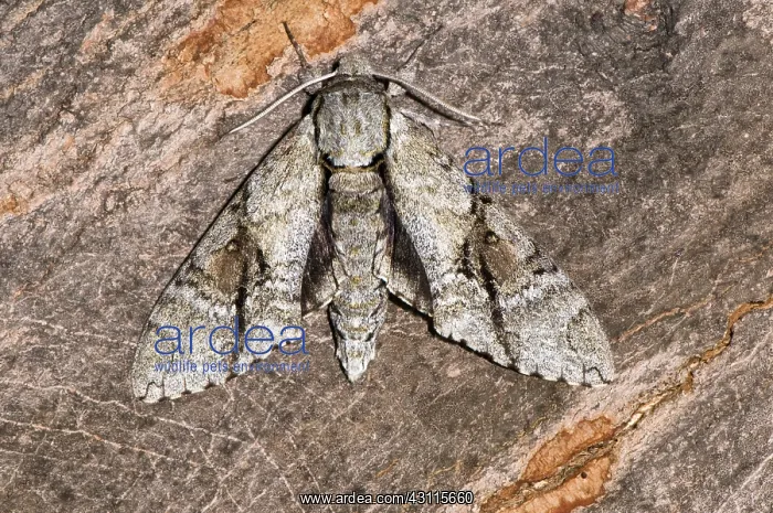 : Ash Sphinx Moth : Ash Sphinx Moth