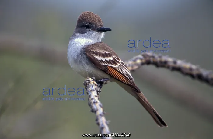 : Ash-throated Flycatcher : Ash-throated Flycatcher