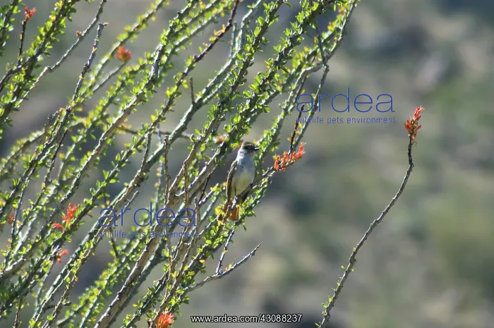 : Ash-throated Flycatcher : Ash-throated Flycatcher