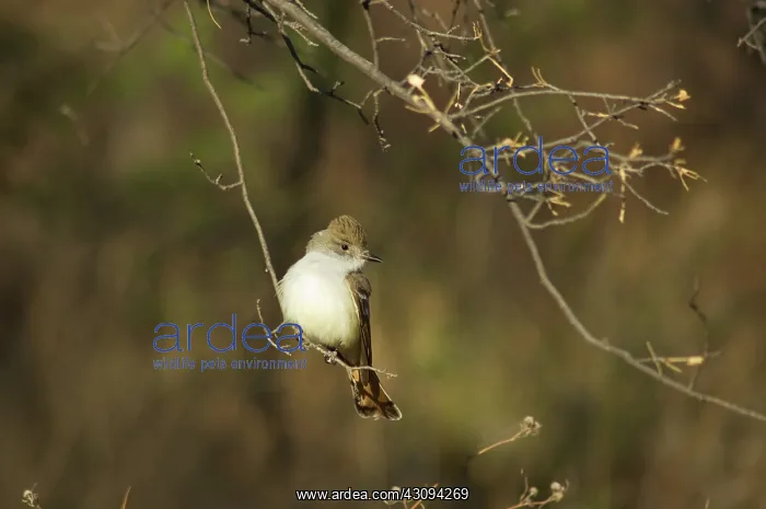  : Ash-throated flycatcher