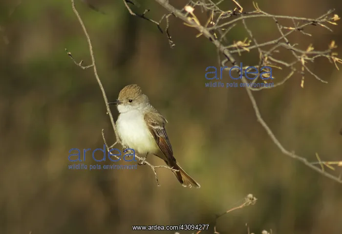 : Ash-throated flycatcher : Ash-throated flycatcher