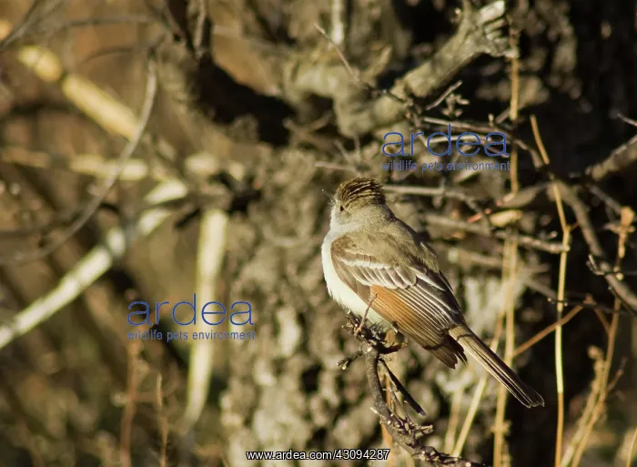 : Ash-throated flycatcher : Ash-throated flycatcher