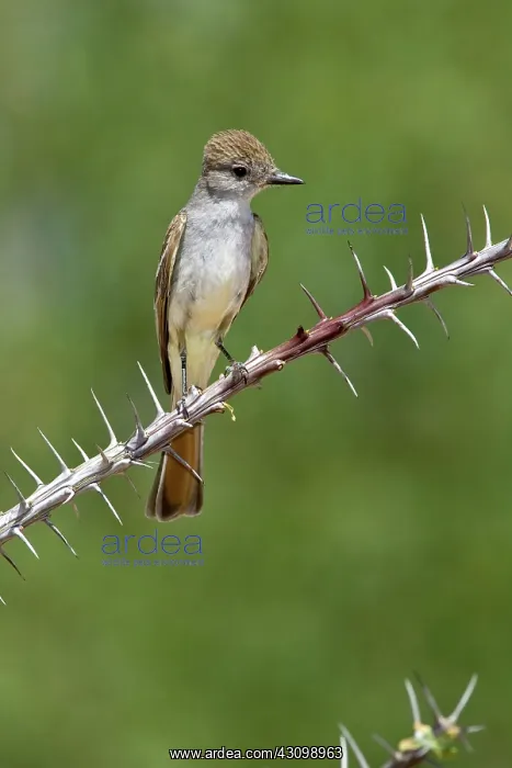 : Ash-throated Flycatcher : Ash-throated Flycatcher