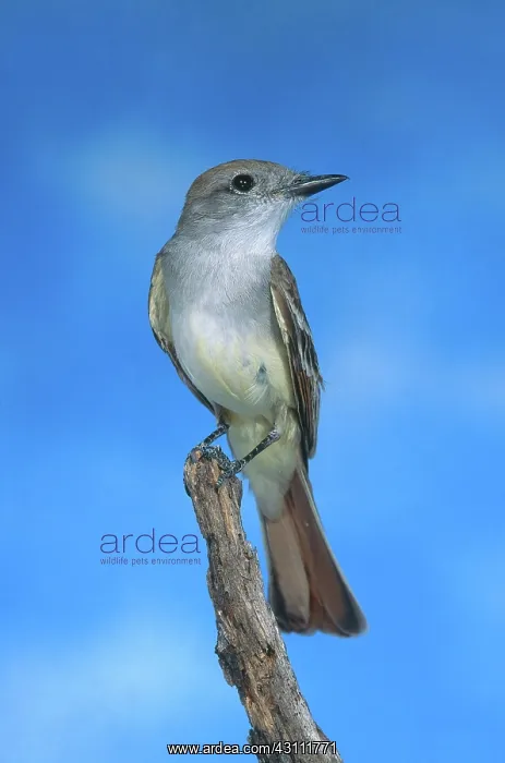: Ash-throated Flycatcher : Ash-throated Flycatcher