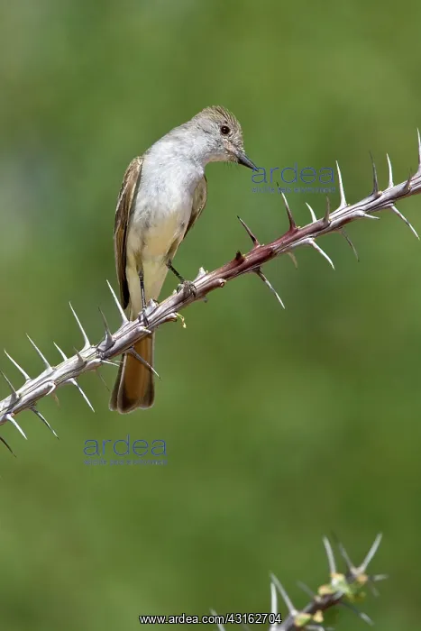 : Ash-throated Flycatcher : Ash-throated Flycatcher