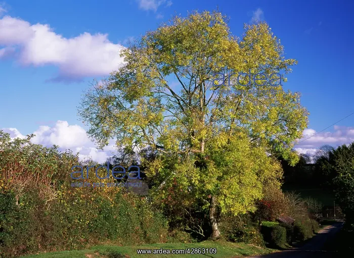: Ash Tree - in autumn colour : Ash Tree - in autumn colour