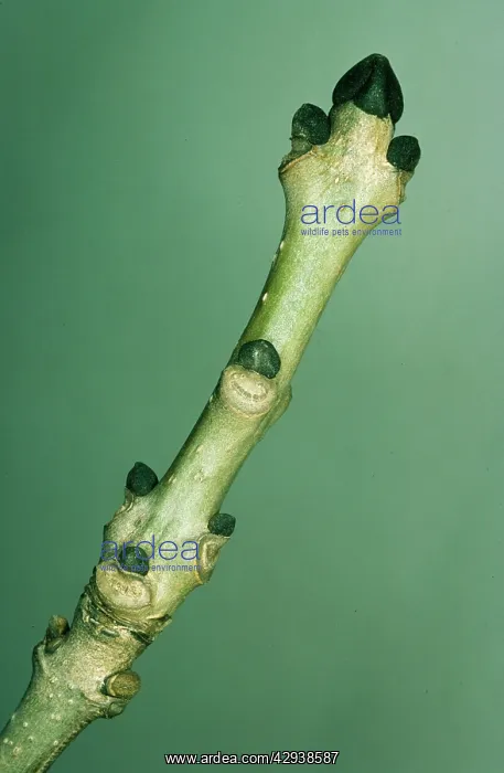  : ASH TREE BUDS