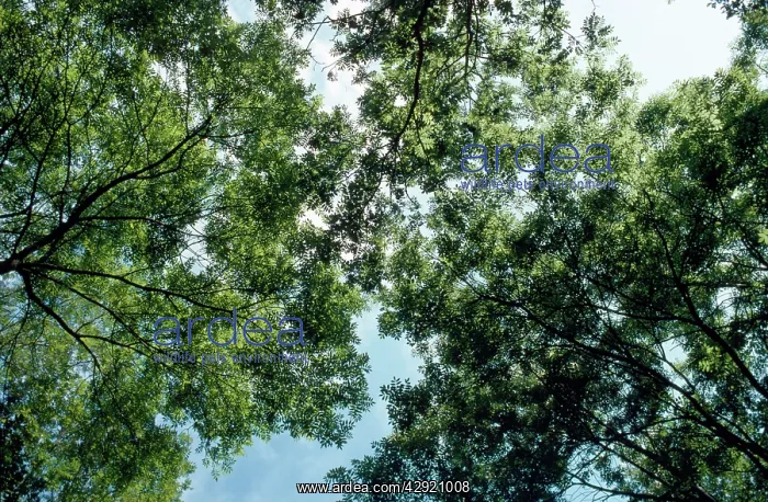 : Ash Tree - canopy : Ash Tree - canopy