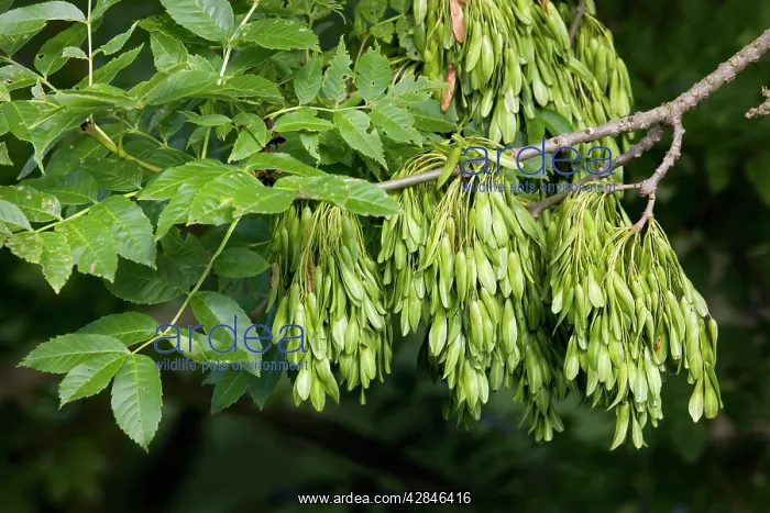 : Ash Tree - cloe-up of leaves and fruit : Ash Tree - cloe-up of leaves and fruit