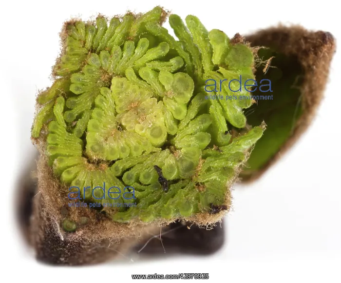 : Ash Tree - cross-section of a bud showing the folded leaves : Ash Tree - cross-section of a bud showing the folded leaves