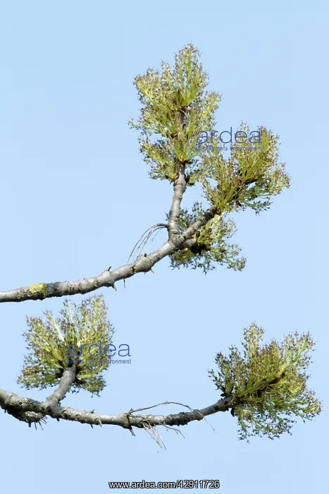 : Ash Tree - flowers : Ash Tree - flowers