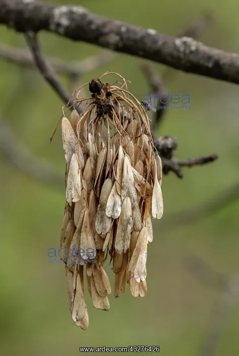 : Ash tree, Fraxinus excelsior, coming into leaf : Ash tree, Fraxinus excelsior, coming into leaf