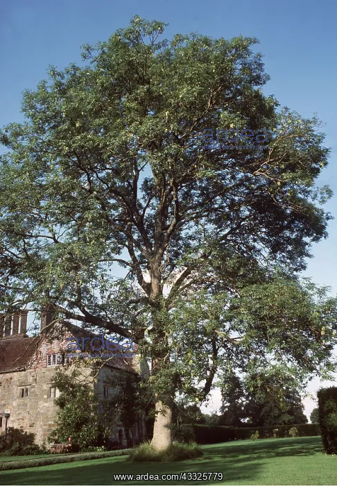 : ASH TREE - by house : ASH TREE - by house