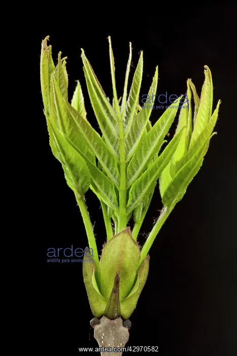 : Ash Tree - leaf bud opening in spring : Ash Tree - leaf bud opening in spring