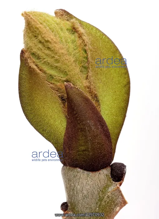 : Ash Tree - leaf bud opening in spring : Ash Tree - leaf bud opening in spring