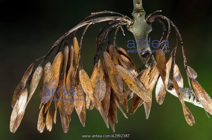: Ash Tree - mature keys (fruits) of Ash : Ash Tree - mature keys (fruits) of Ash
