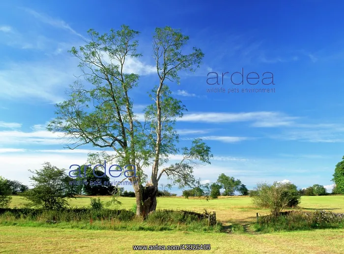: Ash Tree - old Pollard Ash Tree in cut hay field : Ash Tree - old Pollard Ash Tree in cut hay field