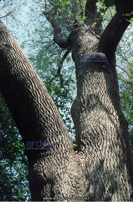 : ASH TREE - view up trunk : ASH TREE - view up trunk