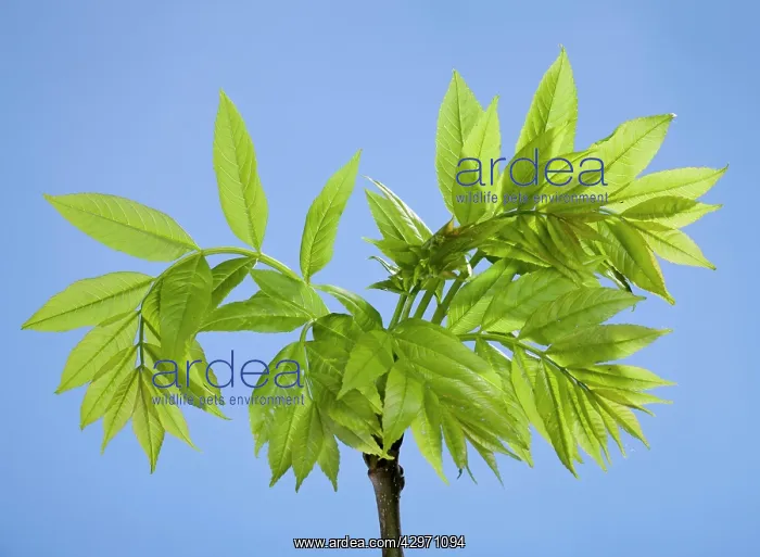 : Ash Tree - young leaves : Ash Tree - young leaves