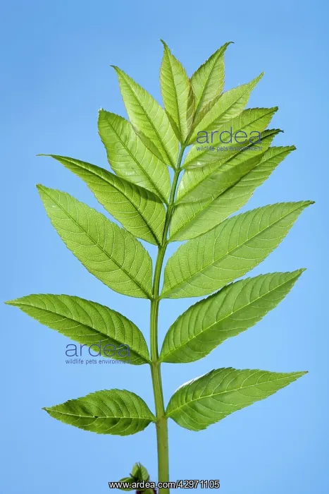 : Ash Tree - young leaves : Ash Tree - young leaves
