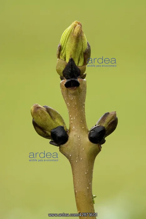 : Ash - twig with buds just breaking : Ash - twig with buds just breaking
