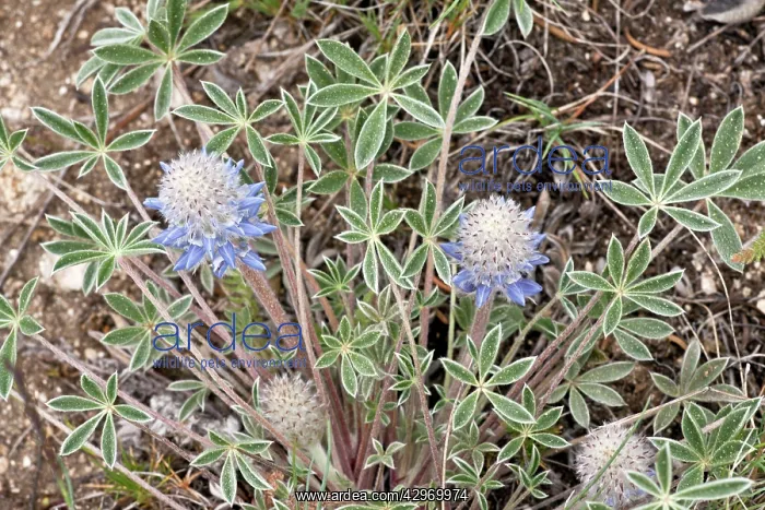 : Ashland lupin : Ashland lupin