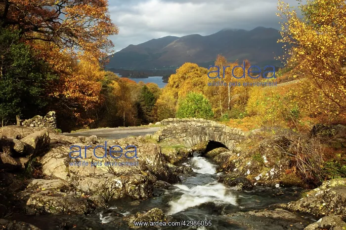 : Ashness Bridge in autumn looking towards Derwent : Ashness Bridge in autumn looking towards Derwent